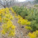 황금수퍼 이미지