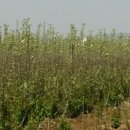 동부꽃농원 이미지