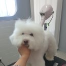 이쁘게 잘라줄개 이미지