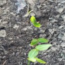 감나무목장 이미지