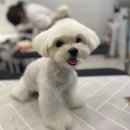 에이미 그루밍 이미지