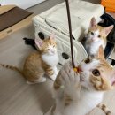 레인캔넬 | 고양이집사 위한 고양이가방 구루구루 위고백 개봉기