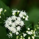 별이사는집 이미지