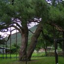 속리산 정이품 정경부인 소나무 이미지