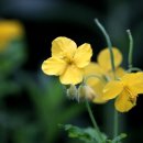 애기똥풀 이미지