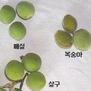 여름철 건강을 부르는 식품, 매실 드세요 이미지