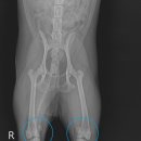 알로하 동물병원 이미지