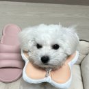 메이그루밍 이미지