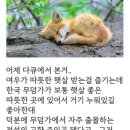 한국 전래동화에 여우가 악역으로 등장하는 이유 이미지