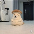김군빌리지