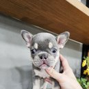 플레이독 네이버블로그