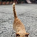 은빛아라