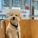 하이원리조트힐콘도T동놀이터 | 하이원리조트 힐콘도 D동 펫룸 후기 (애견동반) 애개육아 쌉가능