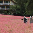영월(동강)제3회 붉은메밀꽃축제 출사 이미지