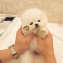 펫미리애견샵 이미지