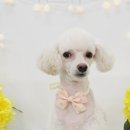 뚱몽이네 이미지