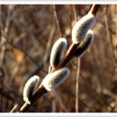 봉서2리 이미지