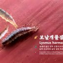 🪶 보날개풀잠자리유충 (Lysmus harmandinus) 🪲 한국자생종 ▪️날개가 넓은 천적 곤충으로서의 보전 가치 이미지