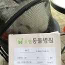 오엠동물병원 | 오엠동물의료센터 다녀온 후기