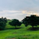 NR-5[경북대로]-상-262 | ﻿배롱나무 꽃길 따라(3)