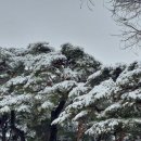 비온 후 눈이 내린후 영인산 이시돌쉼터의 설경 이미지