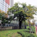 남천(교동리) 이미지