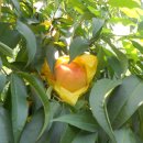 유정농원 이미지