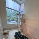 언제나고양이 | 인천 고양이 호텔 &amp; 고양이 무마취 미용 언제나 고양이 후기