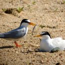 갈매기놀이터 이미지