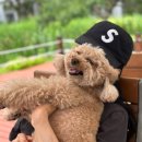 (주)코리아세븐 송도커넬워크점 | 2025.6/9-6/15일까지의 보리네의 행복한 일상