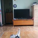 강아지랑고양이 이미지