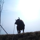 삼일축산 이미지