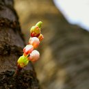 산에는꽃이피네 이미지