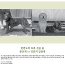 한반도의 토종 견공 둘 풍산개 vs 경산의 삽살개 이미지