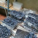 복이네 농장 이미지