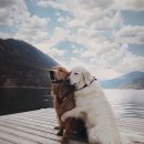 몽이냥이 이미지