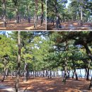 컴페니언 도그 | 애견 동반 강릉여행 -2박3일 카페맛집펜션소개