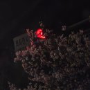 베토벤안경 | 어떻게든 되겠지 봄이잖아 한잔해