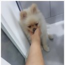 닥터팬더 동물병원 이미지