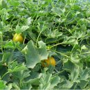 위드독스 샵 이미지