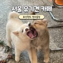 서울 포인핸드 경의숲점 유기견카페 강아지카페 방문리뷰 후기