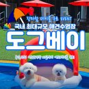 여기다댕댕이 | 용인 애견수영장 추천 여기다댕댕이 골드펫&도그베이 솔직후기