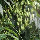 참죽나무 이미지