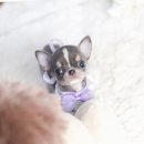 더펫 강아지분양 고양이분양 일산본점 | 더펫강아지분양고양이분양 일산본점에서 반려동물을 만나보세요!