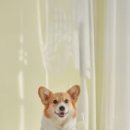 공원옆동물의료센터 이미지