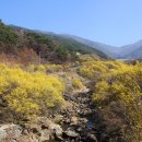 구례 산동 산수유마을 계곡 주말 풍경 이미지