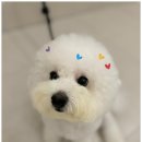 일산애견호텔 강아지유치원 맘바이일산점 이미지