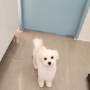 허니애견 이미지