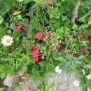 은지가든 이미지