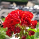 스타로프 이미지